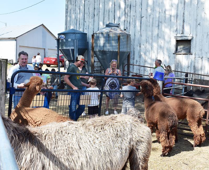 Visitors take pictures and feed alpacas Saturday, May 10, 2025, at P&C Little Rascals’ open house.