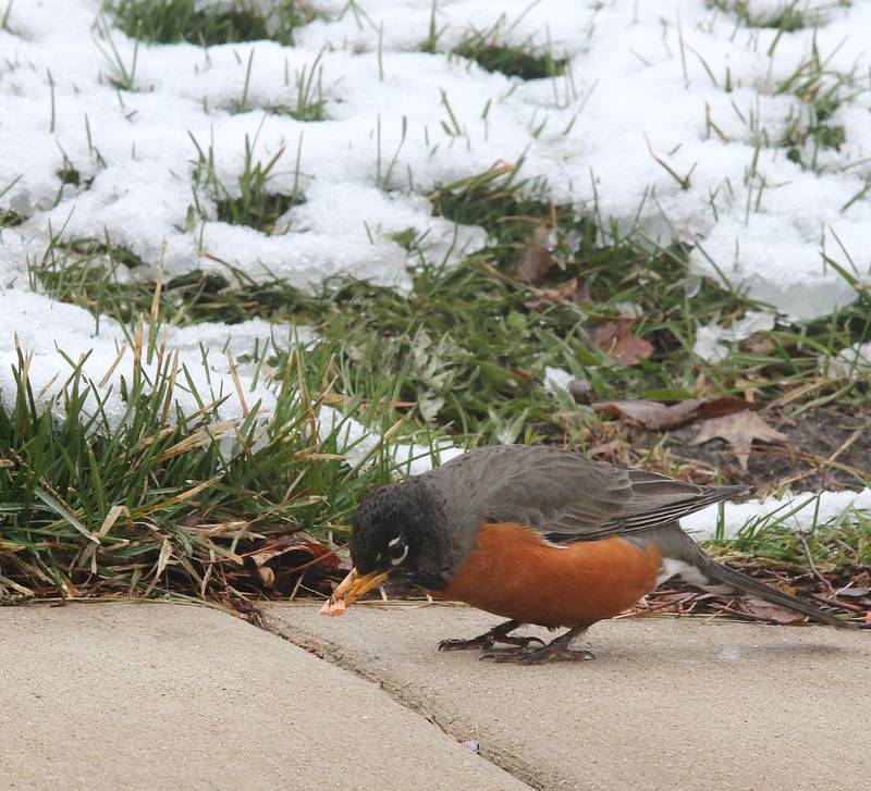Photos Easter weekend ends in spring snowfall at Shabbona Lake State Park Shaw Local