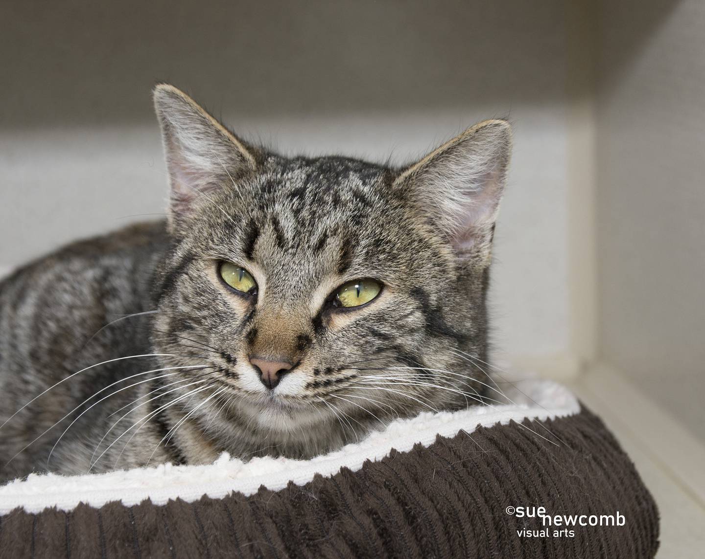 Evelyn is a tabby domestic shorthair who came to shelter after a colony caretaker found her begging for attention. She sweet and a hidden gem in the cat room. Contact the Will County Humane Society at willcountyhumane.com and follow the instructions for the adoption process.