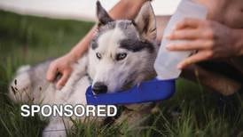Four Tips For Protecting Your Dog From the Summer Heat