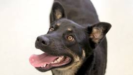 Kane County to hold low-cost vaccination, microchip clinic for animals