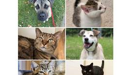 Will County Pets of the Week: Dec. 9, 2024