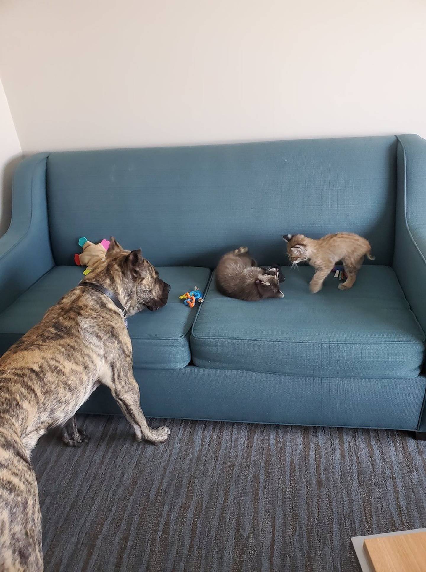 Vesta, as a kitten, playing with her bothers Reggie, and Juno.