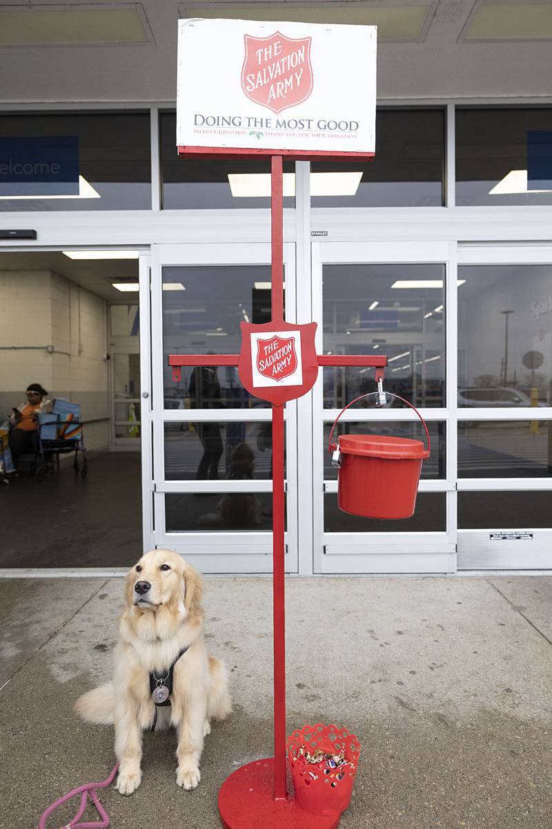 Sterling comfort dog Millie asks for donations Thursday, Nov. 20, 2025, outside of the Sterling Walmart.
