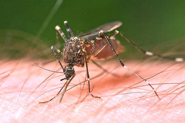 First human case of West Nile Virus reported in Will County