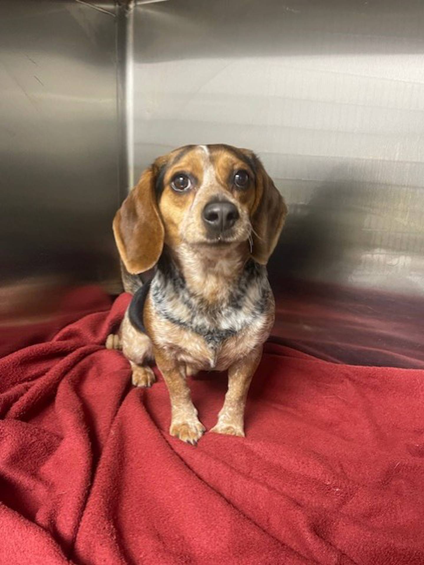 Ted is a 4-year-old, 20-pound beagle who came to the humane society from a hoarding situation. He is timid, nervous, and needs extra time to adjust in new surroundings – but he is starting to come out of his shell. Ted also needs extra help with potty training. He is dog-friendly. To meet Ted, email the Will County Humane Society at willcountyhumane.com and follow the instructions for the adoption process.