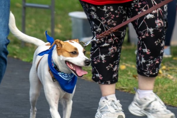 Mutt Strut returns to DeKalb Saturday