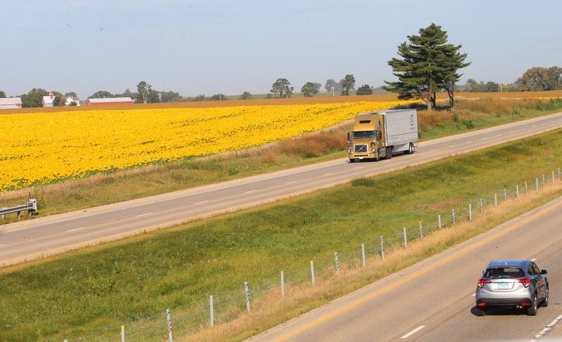 A view of a sunflower field on Wednesday, Sept. 10, 2025 near the intersection of 3000 East Street and Interstate 80 about a mile north of Seatonville in Bureau County.
