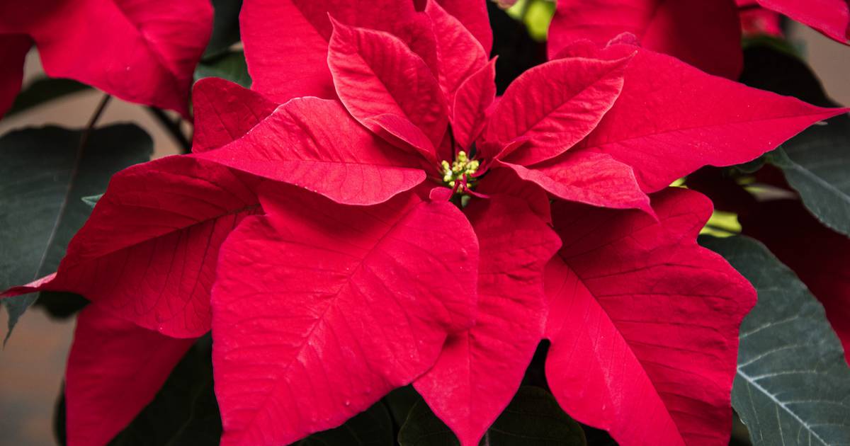 Historic Highlights: Poinsett’s legacy lives on in Christmas flower