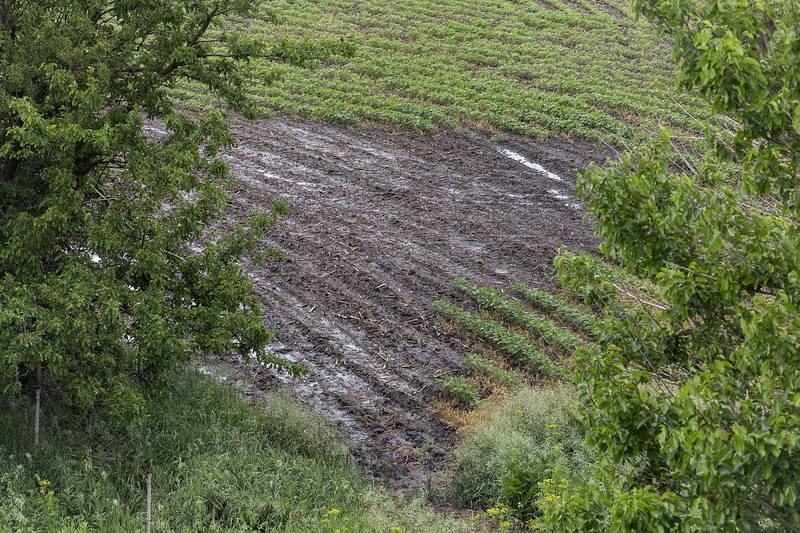 The concentrated fertilizer spill caused a patch of farmland inhospitable for growth as seen Wednesday, June 4, 2025.