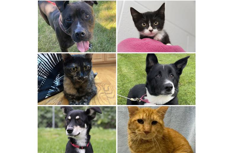 The Herald-News presents this week’s Pets of the Week. Read the description of each pet to find out about that pet, including where it can be adopted in Will County.