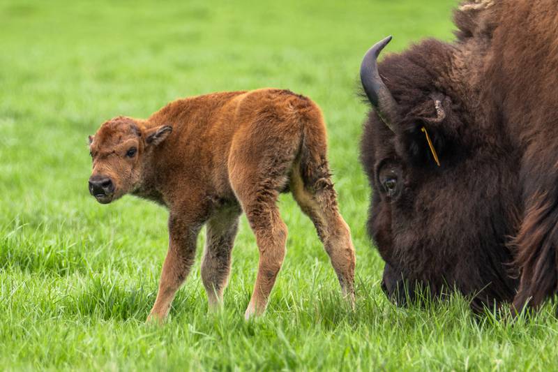 Two bison calves were born into the herd at Fermilab in Batavia on April 26, 2024, marking the start of calving season.