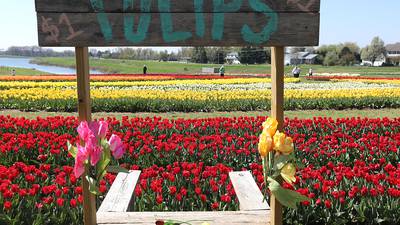 1M flowers in bloom at Richardson Farm for Tulip Fest