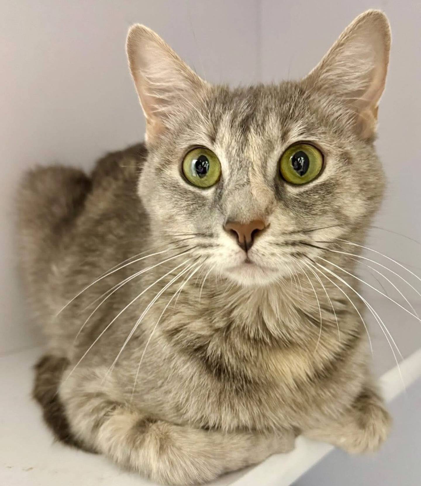 Frankie is a sweet dilute torti/grey tabby mix. She’s initially timid around new people but she enjoys the pets and love once she’s comfortable. Frankie needs a quiet home without young children where she can decompress and adjust at her own pace. Contact the Will County Humane Society at willcountyhumane.com and follow the instructions for the adoption process.