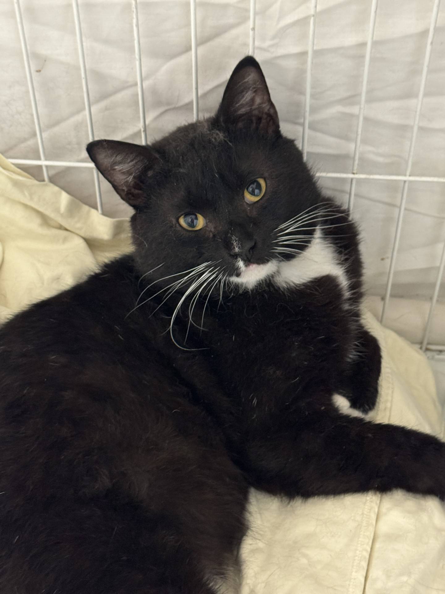 Sylvester is a 4-year-old tuxedo kitty who was rescued from a high kill shelter in Kentucky. He is social, friendly, curious and chatty. He makes the cutest little chirpy noises! He loves pets and attention and will make air biscuits when content. He will be a great addition to a home. To meet Sylvester, email Catadoptions@nawsus.org. Visit nawsus.org.