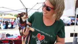 Minooka craft beer and taproom supporting Plainfield animal rescue 