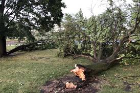Photos: Storm wallops McHenry County, downs trees 