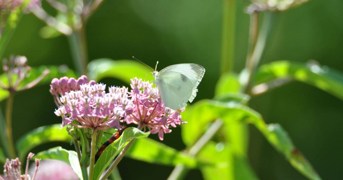 Photos Some of the rare species at Braidwood Sands Shaw Local