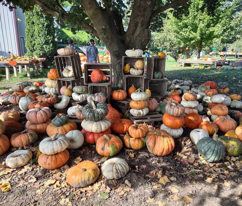 In addition to classic pumpkins, Gast's Pumpkins in rural Earlville sells an array of specialty gourds and pumpkins, such as these flat, stackable pumpkins.