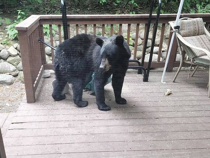 This black bear that was spotted in June near Antioch and may have been the same one reported near Gurnee Mills shopping center.