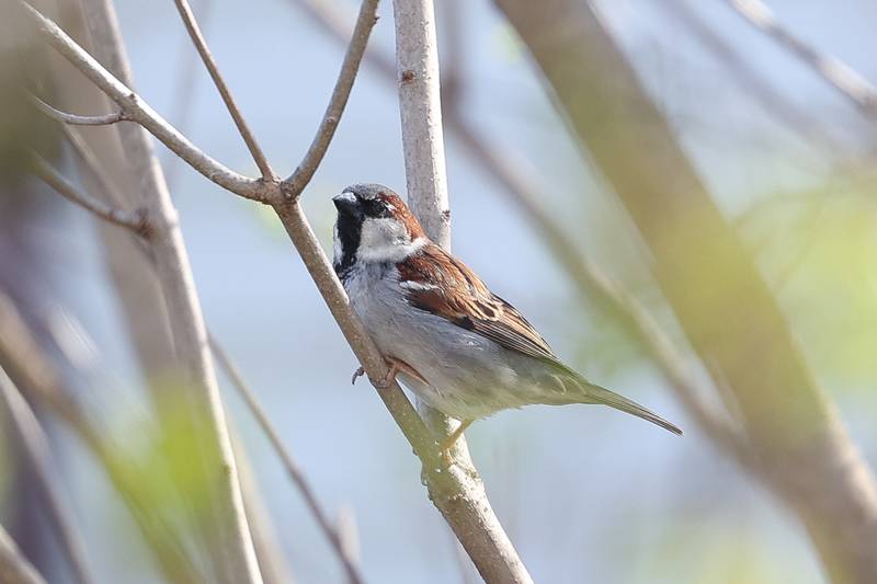 A male house sparrow sits in a tree on Saturday, March 23, 2024.