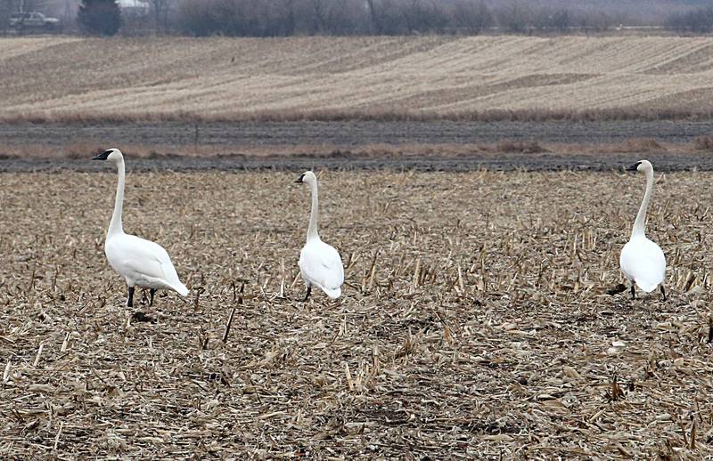 Trumpeter swans visited Waltham Township on Wednesday Jan. 18, 2023 near Utica. According to Lisa Sons, Illinois Department of Natural Resources Coordinator at Starved Rock State Park, the birds are seen around the Starved Rock area in the winter months.
