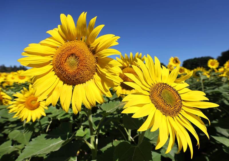 Sunflowers stand out against the blue sky at Shabbona Lake State Recreation Area Friday, July 29, 2022, in Shabbona Township.