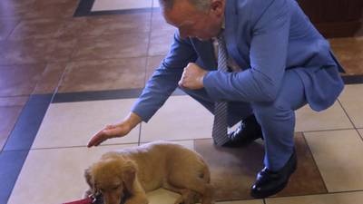 Photos: Honey and Louie, courthouse therapy dogs, are sworn in