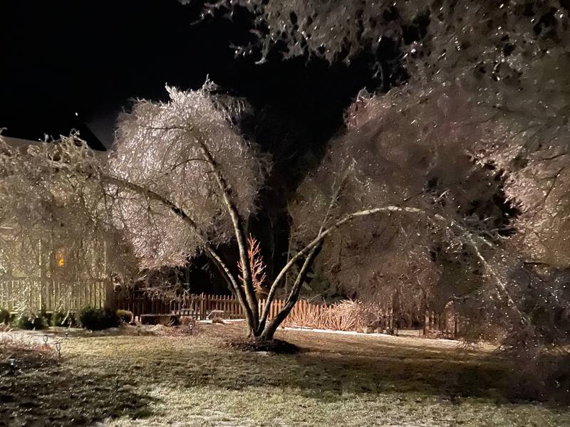 A tree weighed down by ice is photographed Wednesday, Feb. 22, 2023, by Northwest Herald reader Susan Kimbrough in Harvard.