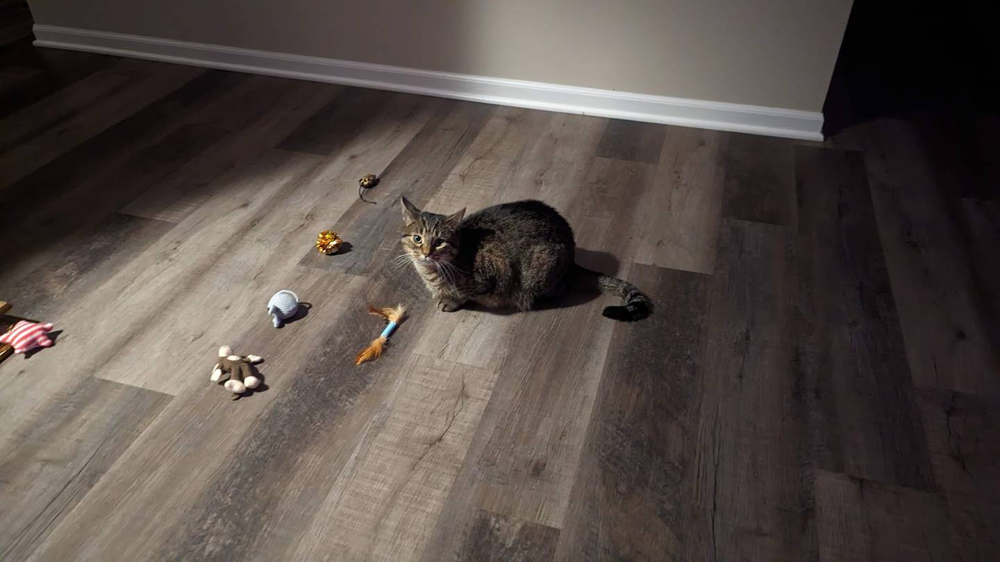 Rebekah Baran fell in love with Senna, a 1-year-old tabby from Joliet Township Animal Control, when Baran saw Senna in The Herald-News' Pets of the Week but the timing didn't work out. Senna eventually went to Joliet Junior College's veterinary technology program, which coordinated the adoption.