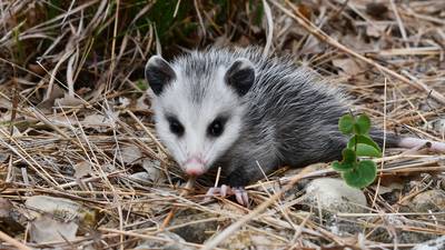 It’s best to leave baby animals in the wild alone, Illinois wildlife agency cautions 