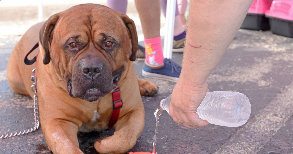 With temperatures set to hit high 90s, know how to keep your pets safe – Shaw Local