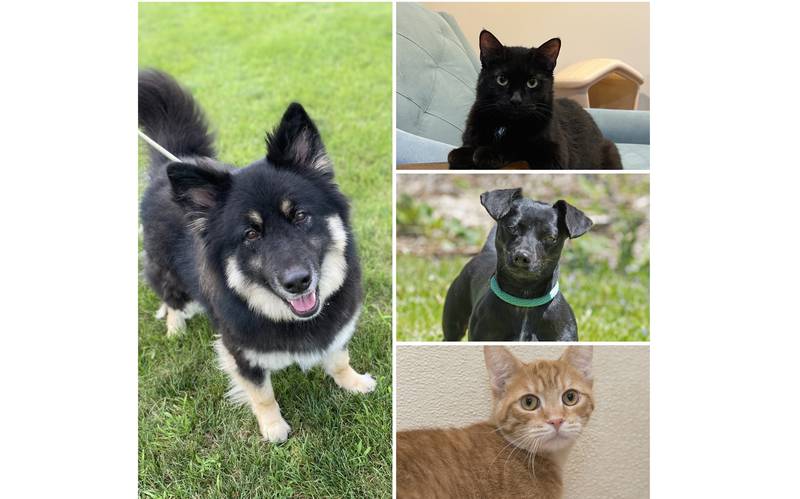 The Herald-News presents this week’s Pets of the Week. Read the description of each pet to find out about that pet, including where it can be adopted in Will County.