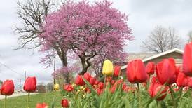 Sandwich Park District gets ready for annual spring gardening workshop 