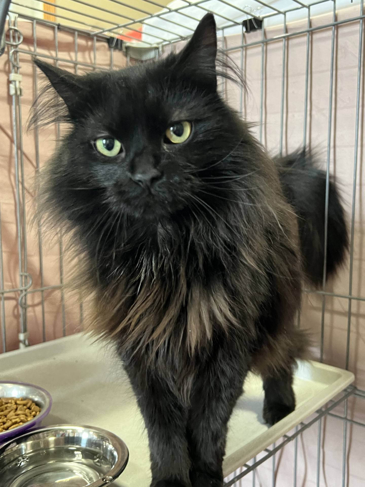 Two-year-old Eve was found outdoors in the winter and rescued. She is outgoing, curious, interested in attention, sassy and feisty.  She knows what she wants and likes and can be a diva. She needs an adopter that is familiar with cat behaviors and is comfortable with an opinionated and sometimes independent cat. To meet Eve, email Catadoptions@nawsus.org.  Visit nawsus.org.