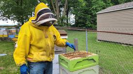 Illinois beekeepers battle losses, costs to keep hives buzzing