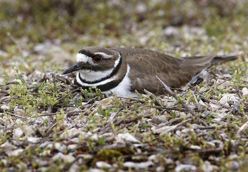A killdeer sits on its nest on Thursday, April 18, 2024, in a a 30-foot-by-30-foot area on the south end of the McHenry Outdoor Theater.