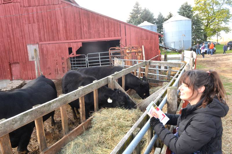 Danielle Schaefer of Evanston looks over some of the cattle at Dietrich Ranch, Mt. Morris, during the Ogle County Farm Stroll on Sunday, Oct. 15, 2023. The grass-fed beef farm was one of six stops at this year's event.