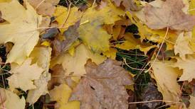 Down the Garden Path: How to handle fallen leaves