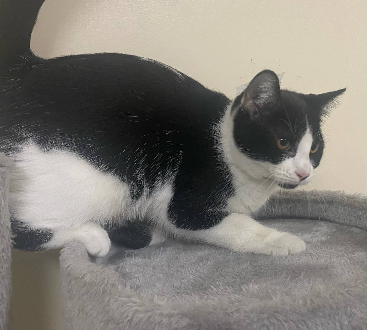 Brambles is a 6-month-old domestic shorthair. She is kindhearted, gentle, and shy. Brambles loves attention and is fond of snuggling. For more information on Brambles, including adoption fees please visit justanimals.org or call 815-448-2510.