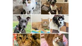 Pets of the Week: April 22, 2024