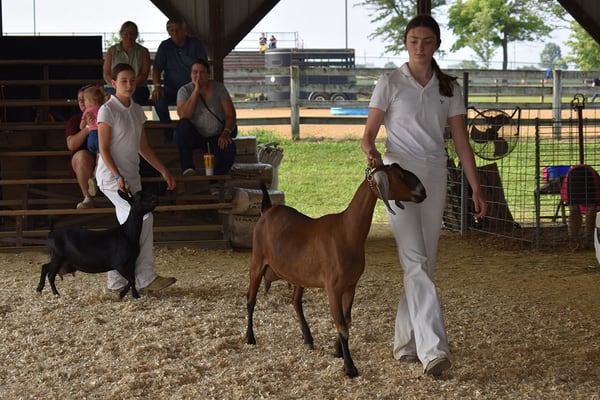 Ogle County 4-H Fair Goat Show winners named