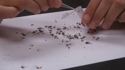 Sandwich mosquito trap tests positive for West Nile virus