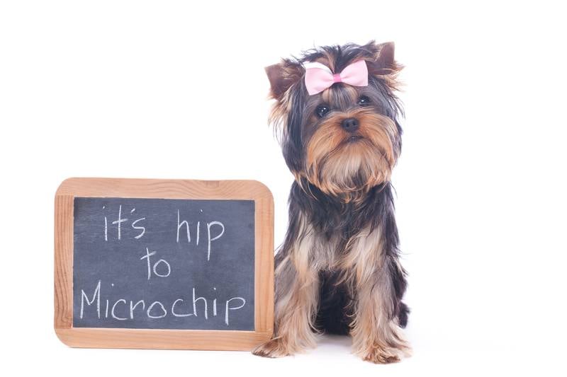 Cedar Lane Kennels - May is Chip Your Pet Month: A Simple Step That Can Protect Your Pet