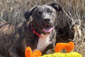 ‘Pure puppy’ ready to gambol into forever family’s heart