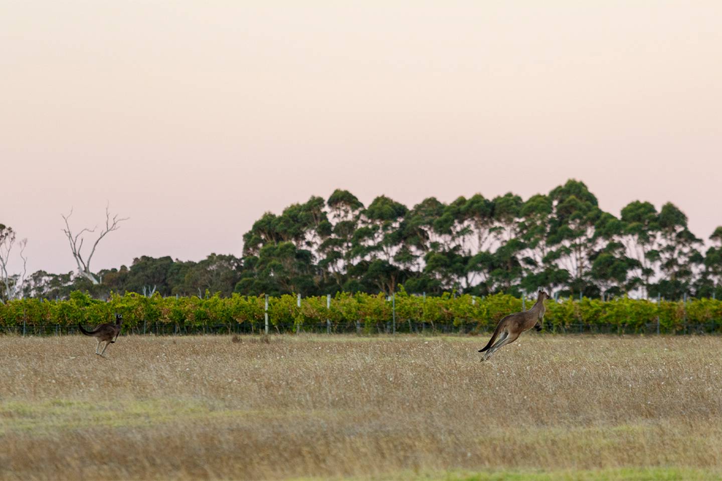Kangaroos cavort at the Xanadu vineyards.