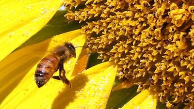 Honeywell: What’s the Buzz? The benefits of bees