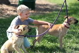 Streator veterinarian says respiratory illness seen in area, urges dog owners to take precautions
