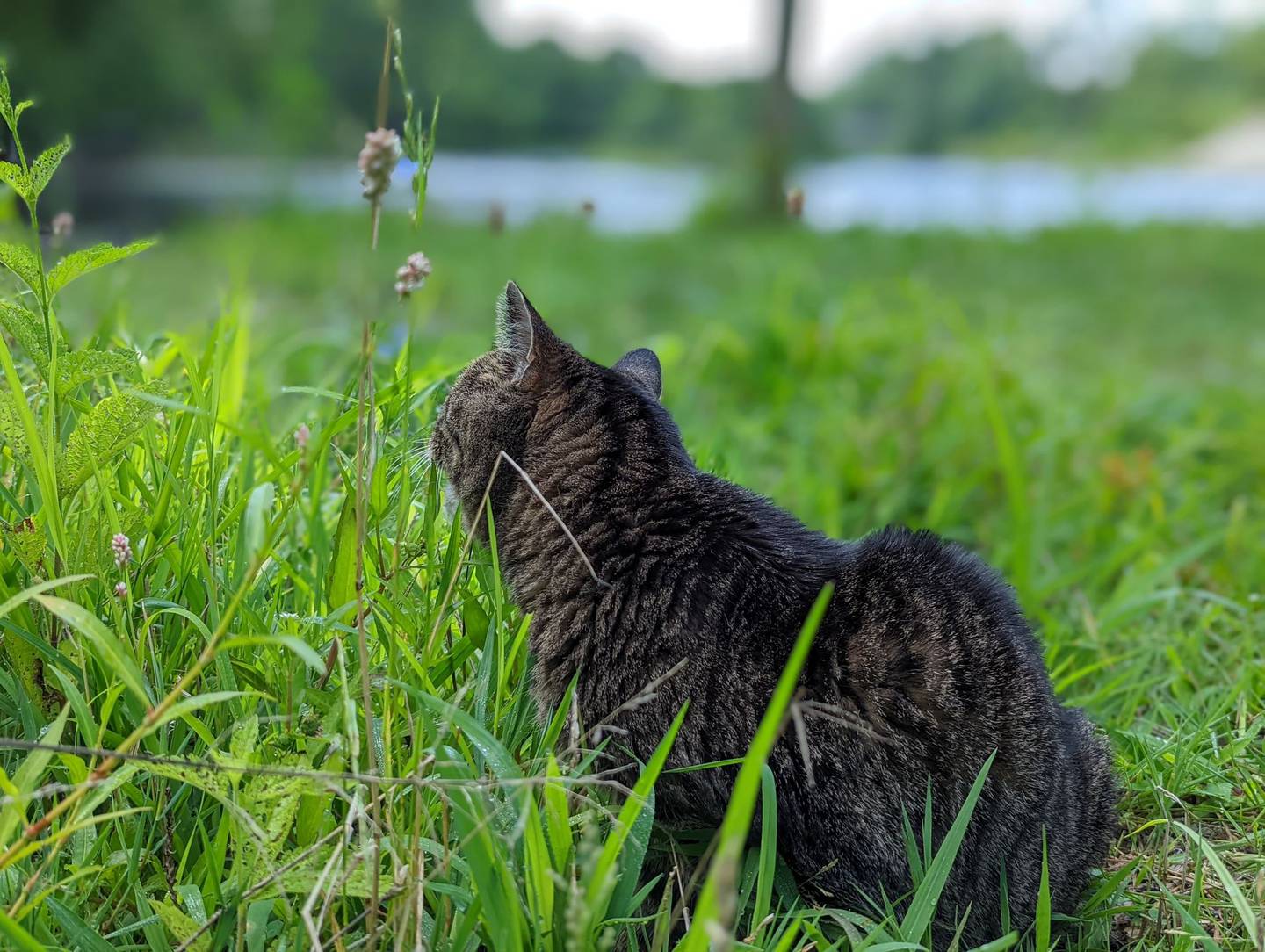 In 2005, a tabby kitten with a red collar and a jingle bell was often seen roaming near the I&M Canal towpath in Channahon. Here Frances is seen back at the canal 18 years later, one week before her death.