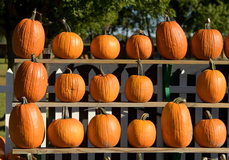 Pumpkins are plentiful at the Jonamac Orchard in Malta on Wednesday, Sept. 28, 2022.